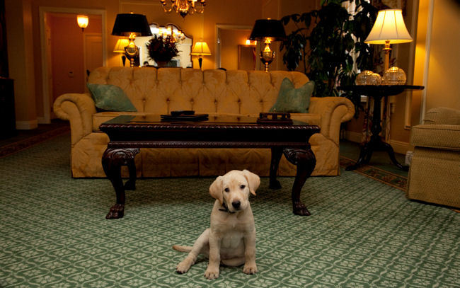 Jet Set Pet: Nashville's Hermitage Hotel Named America's Best Pet-Friendly Hotel