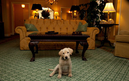 Jet Set Pet: Nashville's Hermitage Hotel Named America's Best Pet-Friendly Hotel