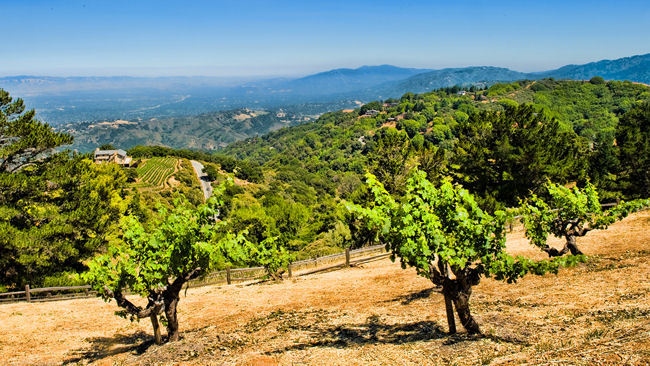 In California's San Jose Two Amazing Restaurants, a Vineyard with a View and Casual Hangouts 