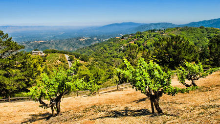 In California's San Jose Two Amazing Restaurants, a Vineyard with a View and Casual Hangouts 