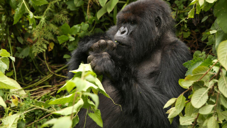 The Best Way to Trek Mountain Gorillas in Africa