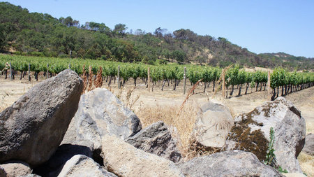 VOLCANIC WINES - Magic Behind Napa’s Atlas Peak Mountain