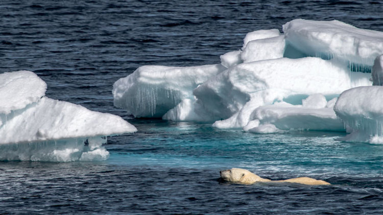 Explore the Arctic's Franz Josef Land Archipelago with Poseidon Expeditions