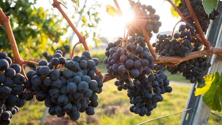 10 Great Grape Stomps for California Wine Month