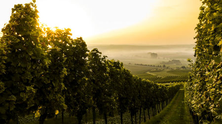 Top 5 Countries to Visit and Enjoy Their Wine