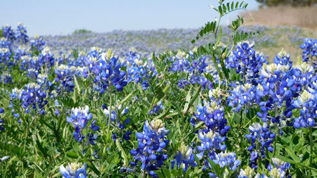 Spring Blooms: Where to Stay and Experience the U.S.’s Flower Season