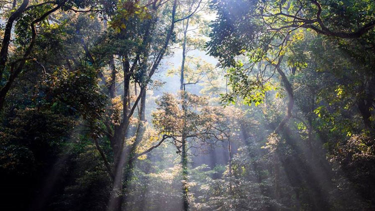 Forest Bathing with Hotels Around Asia