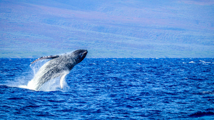Where and When To Go For Peak Whale Watching Seasons