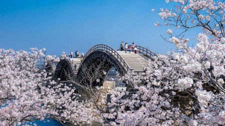 Chasing the Cherry Blossoms in Japan