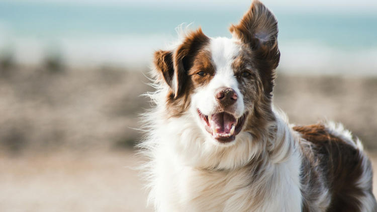 5 Tips for Stress-free Travel with your Dog