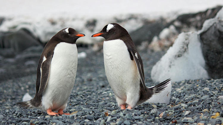Silversea Concludes 34-Voyage 2024/2025 Antarctica Season, Eagerly Prepares for the Opening of the World's Southernmost Hotel