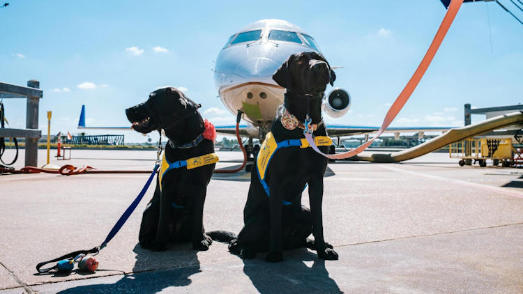 Luxury Travel with a Service Dog: What You Need to Know About Certification