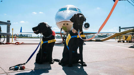Luxury Travel with a Service Dog: What You Need to Know About Certification