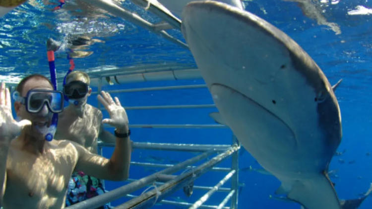 How to Choose the Best Shark Cage Diving Experience in Oahu