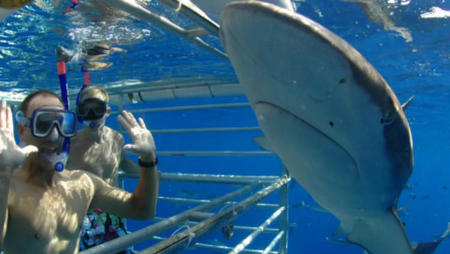 How to Choose the Best Shark Cage Diving Experience in Oahu