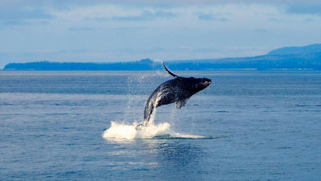 The Ultimate Wildlife Calendar for Alaska’s Coastal Waters