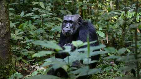 Indulge in Nature: Uganda’s Finest Luxury Safari Tours