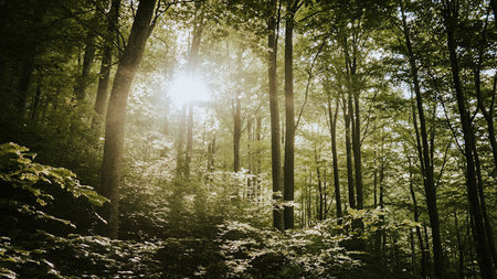 Exploring the New Forest: A Guide to England's Ancient Working Woodland