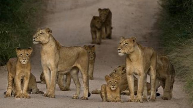 Safari Education in South Africa Sabi Sabi Private Game Reserve