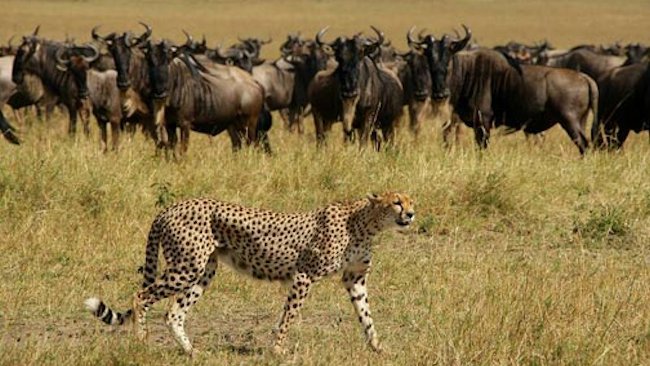 Take Your Family to Witness Africa's Great Migration 