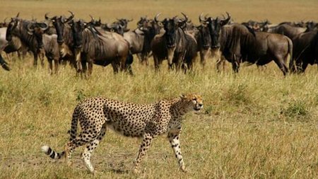 Take Your Family to Witness Africa's Great Migration 