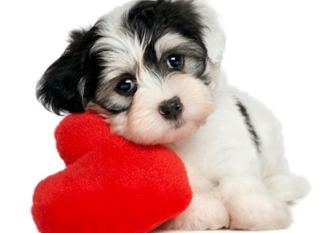 Canine Be Mine Valentine's Package at Topnotch Resort