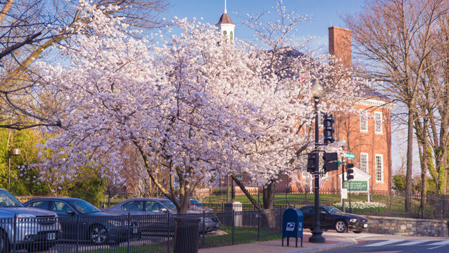 Eat, Sip, Sleep & See Cherry Blossoms with Capella DC