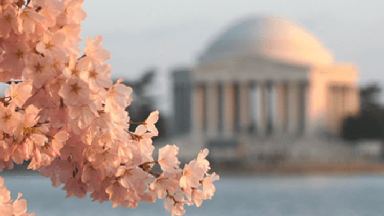 Where to see the Cherry Blossoms this Spring