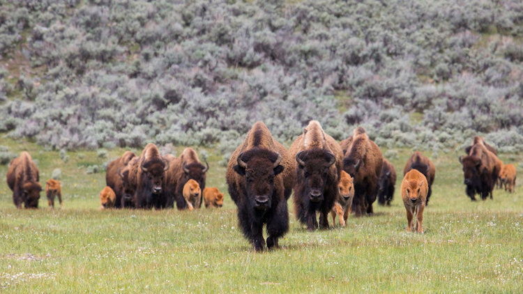 Explore Yellowstone & Grand Teton National Parks