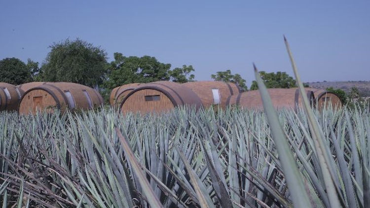 5 Cities Tequila Lovers Must Visit in Mexico's State of Jalisco