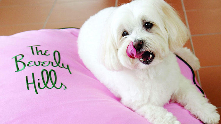 Beverly Hills Launches Pet-Friendly 'As You Wish' Campaign