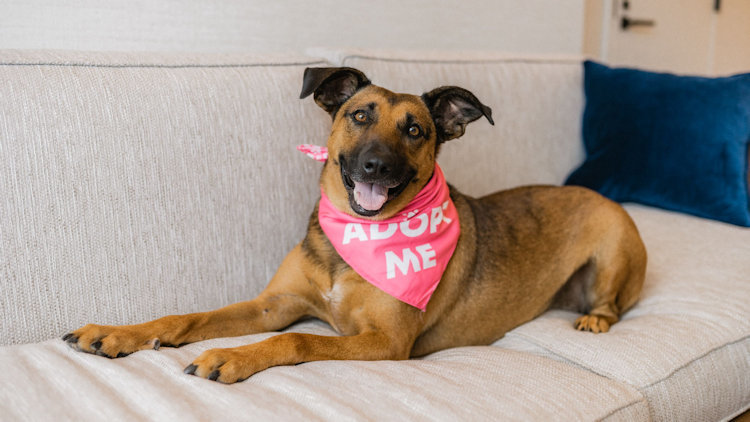 Sleep Over with a Shelter Dog at W Nashville During National Dog Month