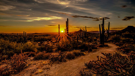 Desert Destinations: The Most Exciting Sights To See In Phoenix