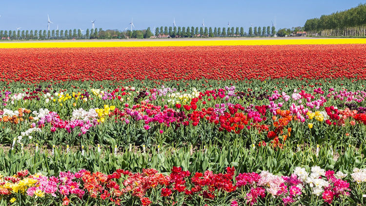 Flevoland, A Garden Paradise Thirty Minutes from Amsterdam