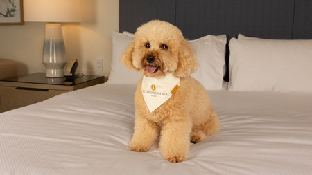 Perks for Pups at Pet-Friendly InterContinental Miami