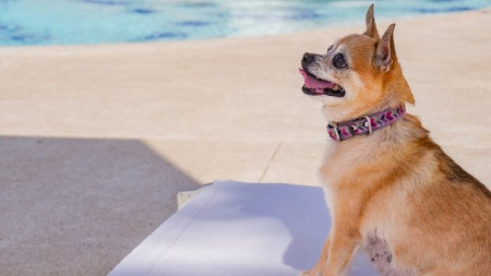 New ‘Very Important Pets’ VIP Experience Debuts at Mar del Cabo by Velas Resorts