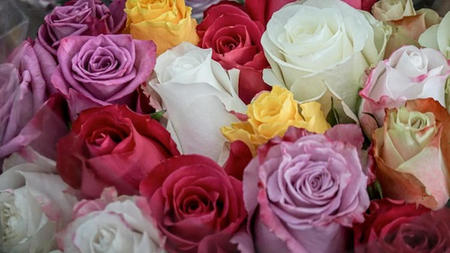 What Color Roses for Mothers Day? The Ultimate Meaning Guide