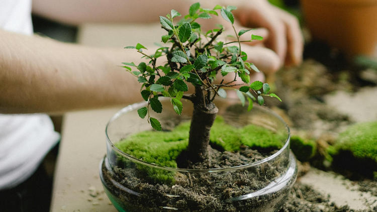 How to Grow Exotic Bonsai Trees