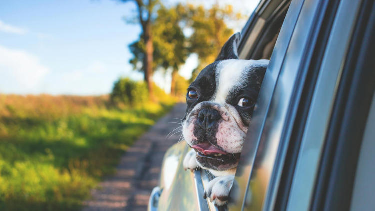 5 Things to Keep in Mind if You’re Taking Your Dog on a Road Trip