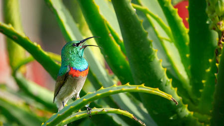 The Quiet Genius of Aloe Vera: A Skeptic's Guide to Smarter Skincare