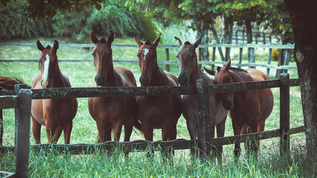 Team-Building Ideas for a Texas Ranch Retreat
