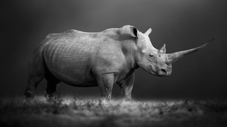 Prints for Wildlife returns in 2025 with ‘Edition Hope’ Amid Rising Global Threats to Nature