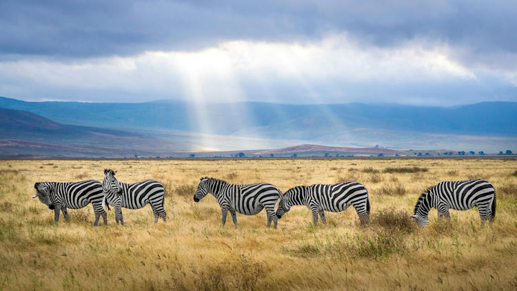 Best Times to Visit Tanzania: When to Experience the Safari of a Lifetime