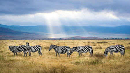 Best Times to Visit Tanzania: When to Experience the Safari of a Lifetime