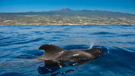 Whale and Dolphin Watching in Tenerife