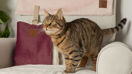 Travel Without the Drama: How to Make Cat Travel Safe, Stress-Free, and (Yes) Stylish