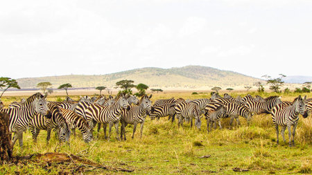 Tanzania Safari Timing: When To Go