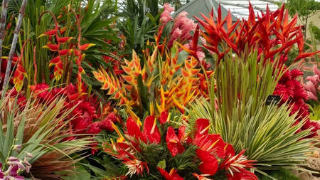 Grenada to Host First-ever National Flower and Garden Festival this November 