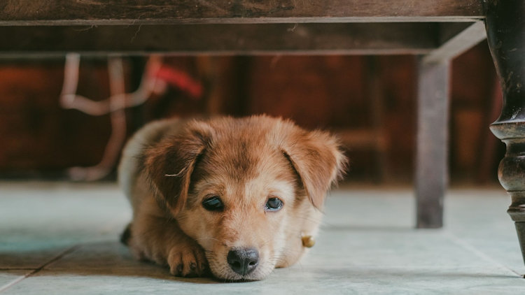 How to Keep Your Dog Calm During a Thunderstorm