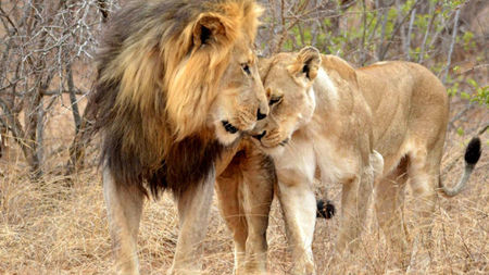Planning a Luxury Kenya Safari: How to Make Every Day Count